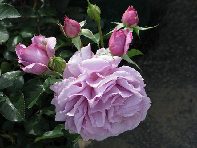  photo LoveSongfarmsupplyIMG_0656_zps4fc0fa16.jpg